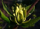 گل شرابی